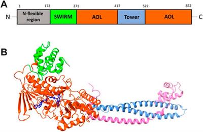 LSD1 inhibitors for cancer treatment: Focus on multi-target agents and compounds in clinical trials